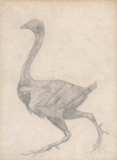 A Comparative Anatomical Exposition of the Structure of the Human Body with that of a Tiger and a Cow by George Stubbs